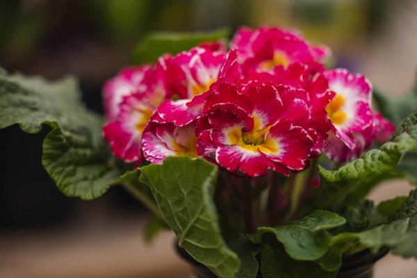 Florist Primrose Assorted 'Elodie Mix' 4"