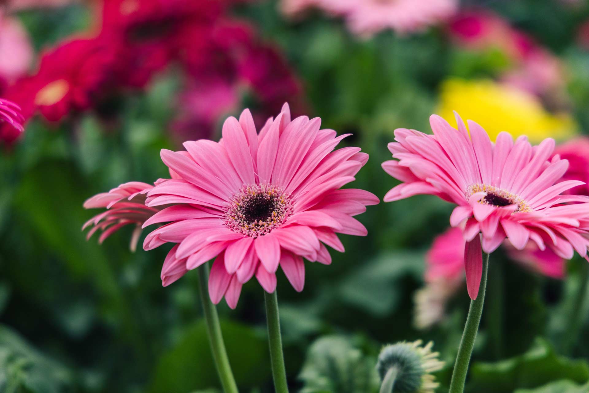 Assorted Gerbera Daisy 4.5"