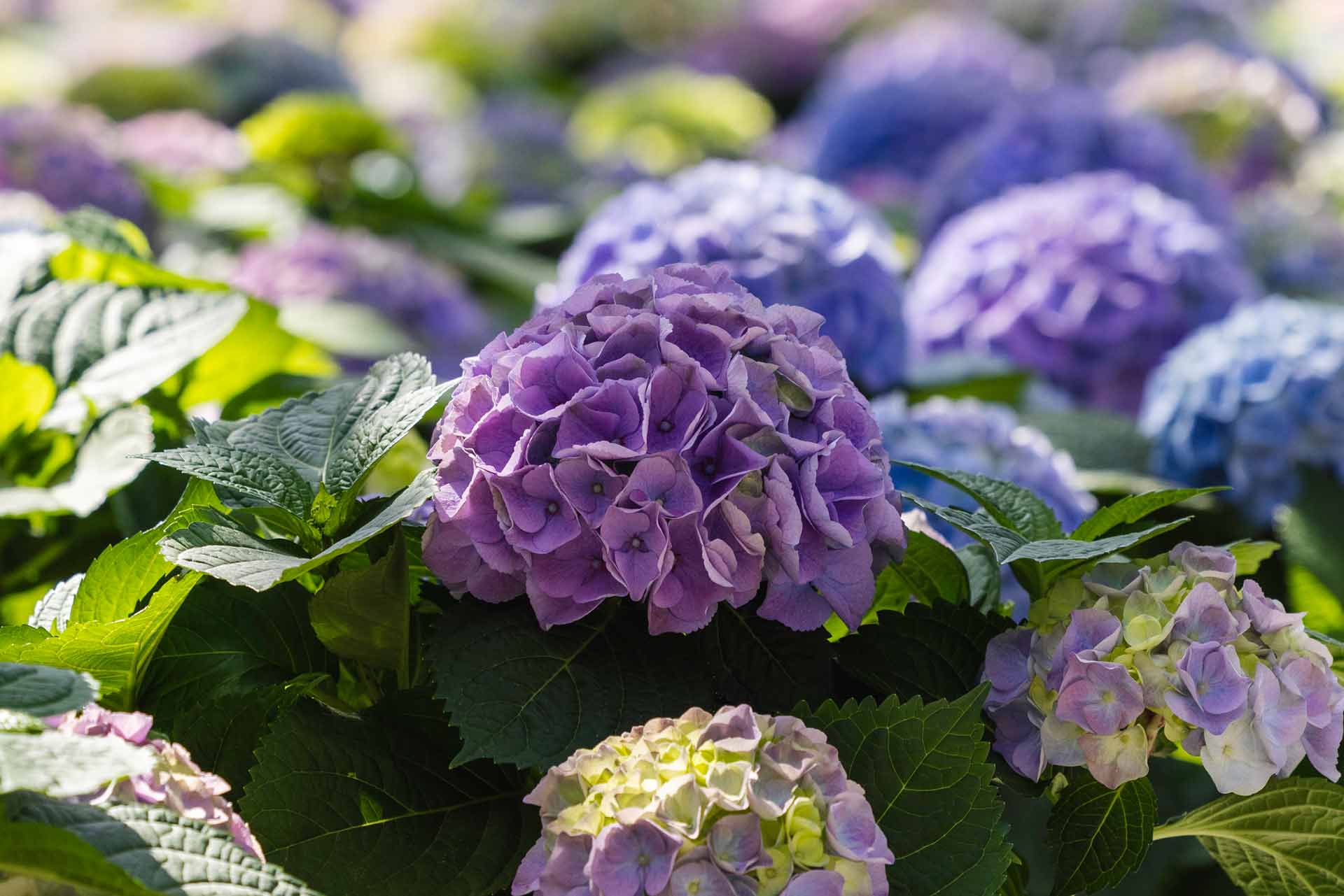 Florist Hydrangeas