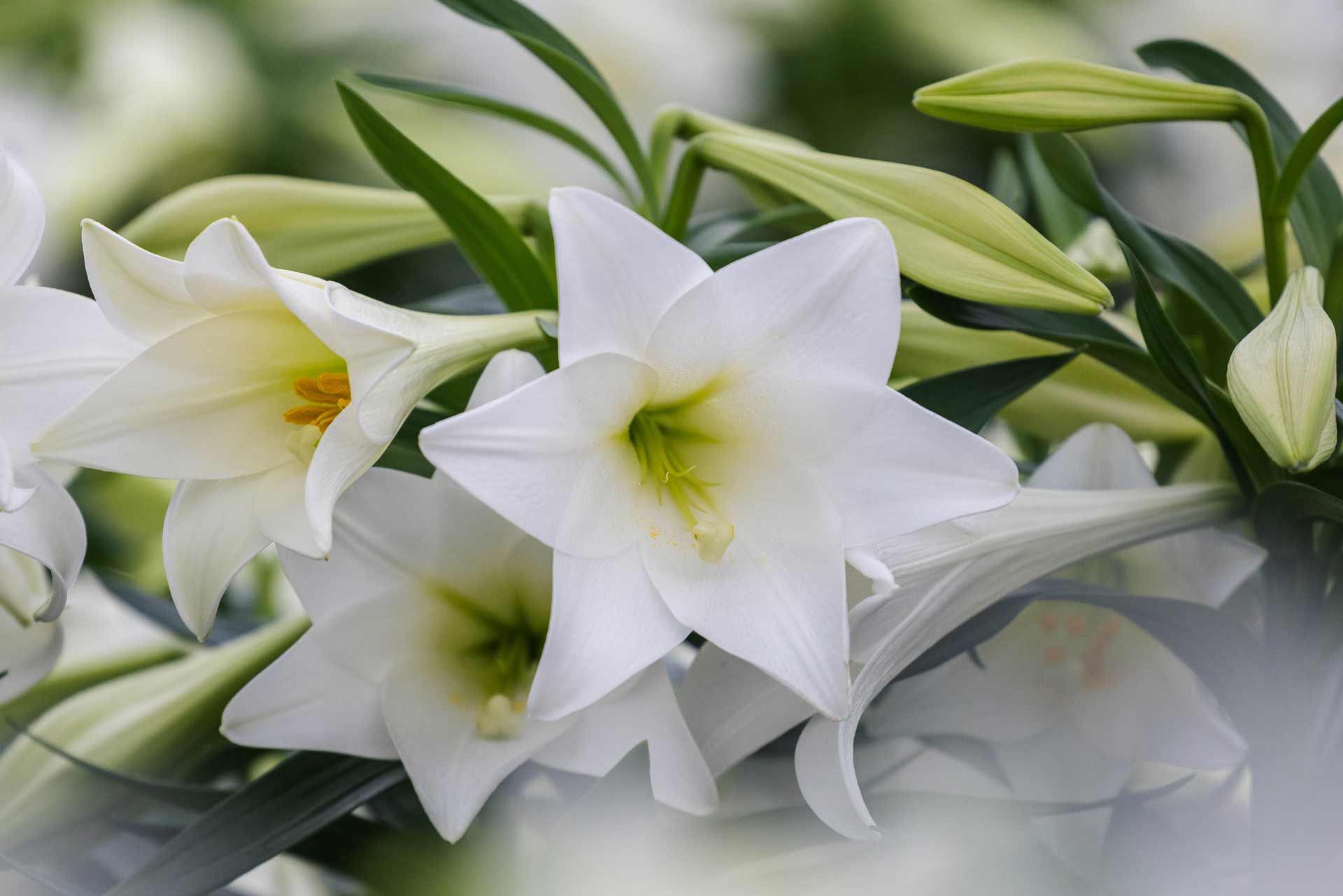 Easter Lilies