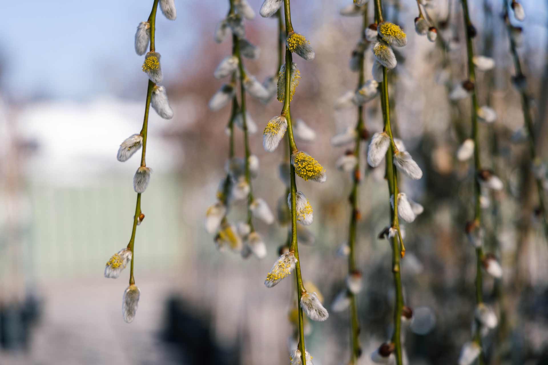 Weeping French Pussywillow Tree 10 Gallon