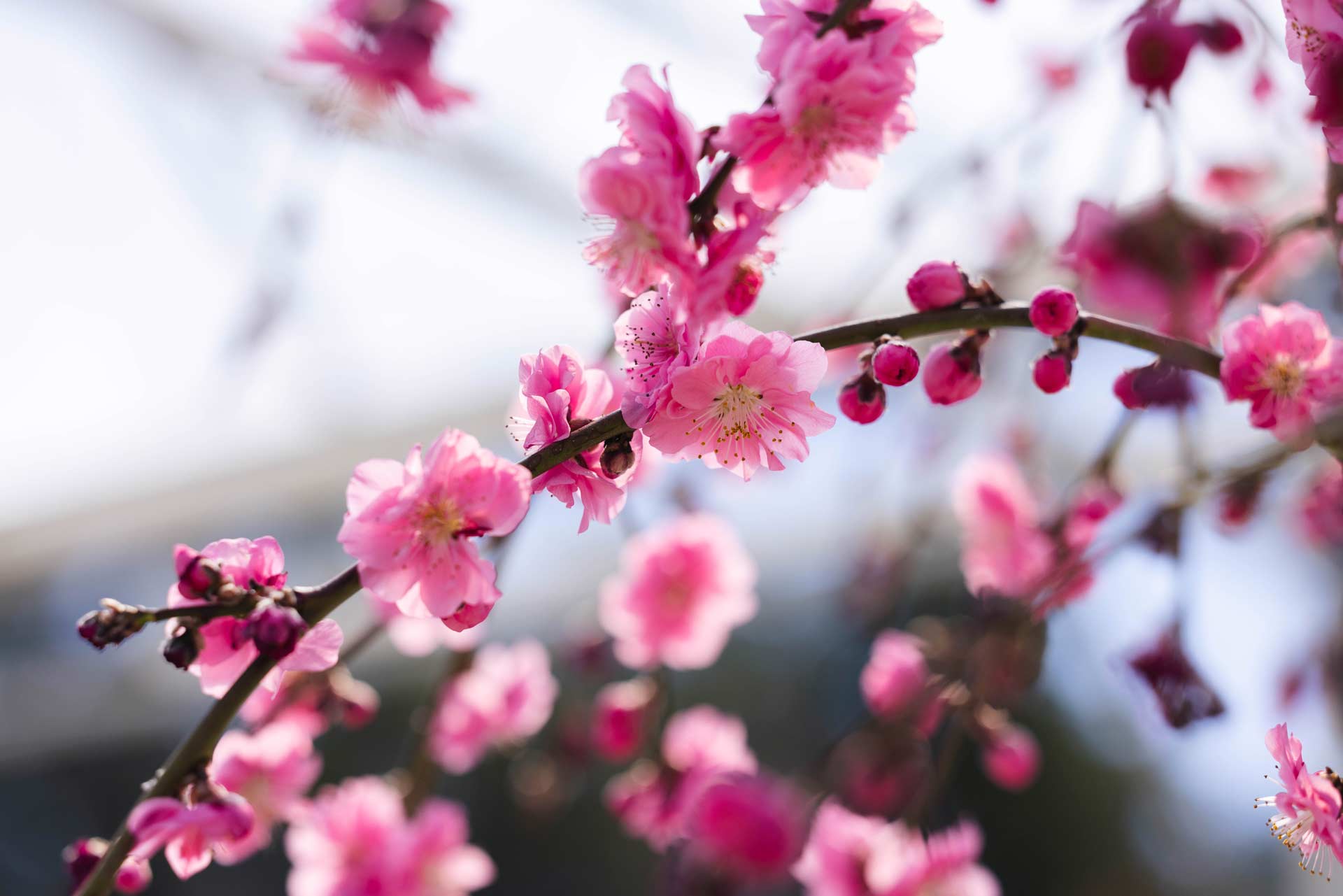 Weeping Peach 'Pink Cascade' 10 Gallon