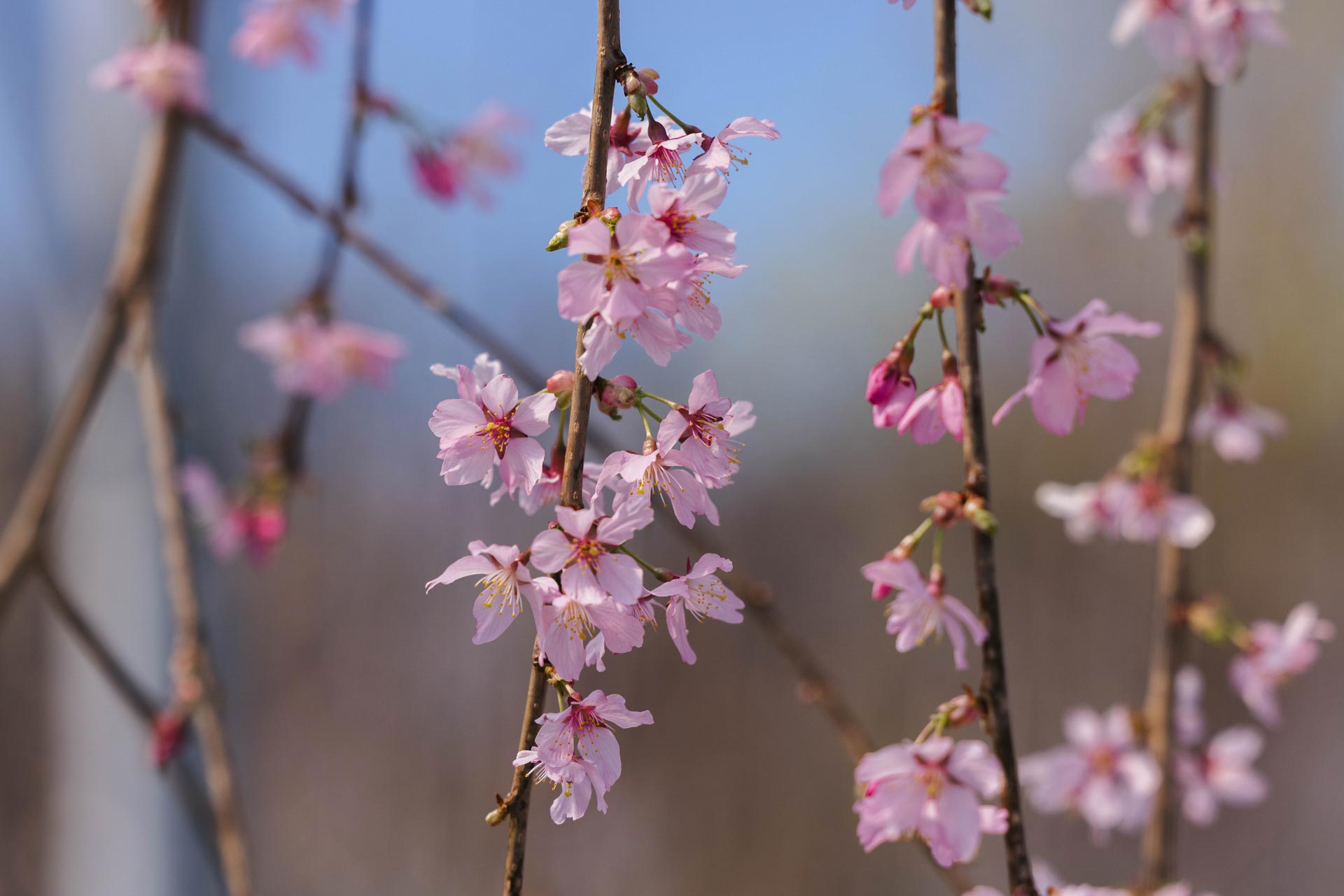 Weeping Cherry Pink Cascade&reg; 15 Gallon