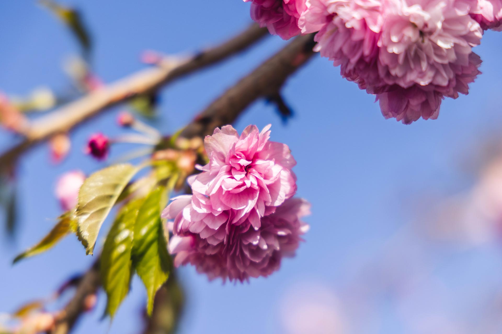 Weeping Cherry Tree Weeping Extraordinaire&trade; 10 Gallon