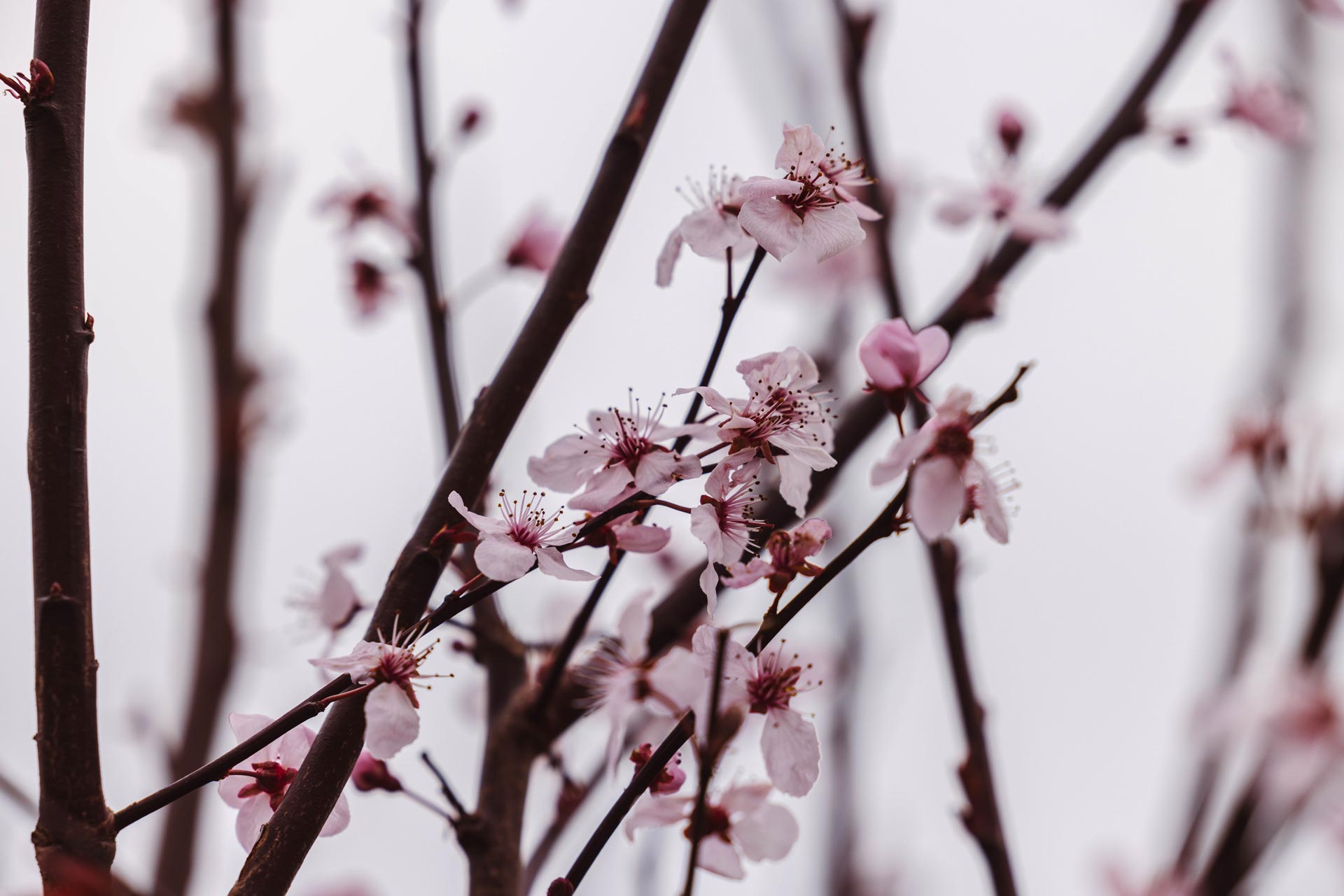 Flowering Plum 'Krauter Vesuvius' 10 Gallon