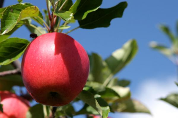 Apple 'Gala' 7 Gallon