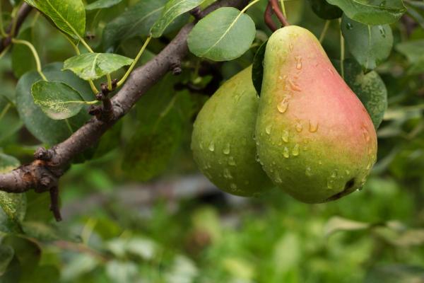 Pear 'Moonglow' 10 Gallon