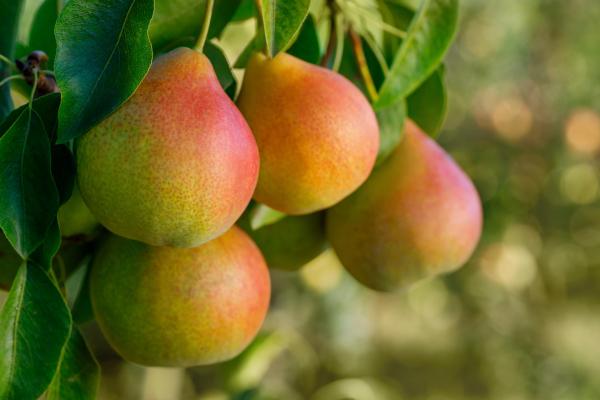 Pear 'Ayers' 7 Gallon