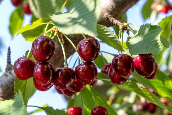 Tart Cherry 'Meteor' 7 Gallon