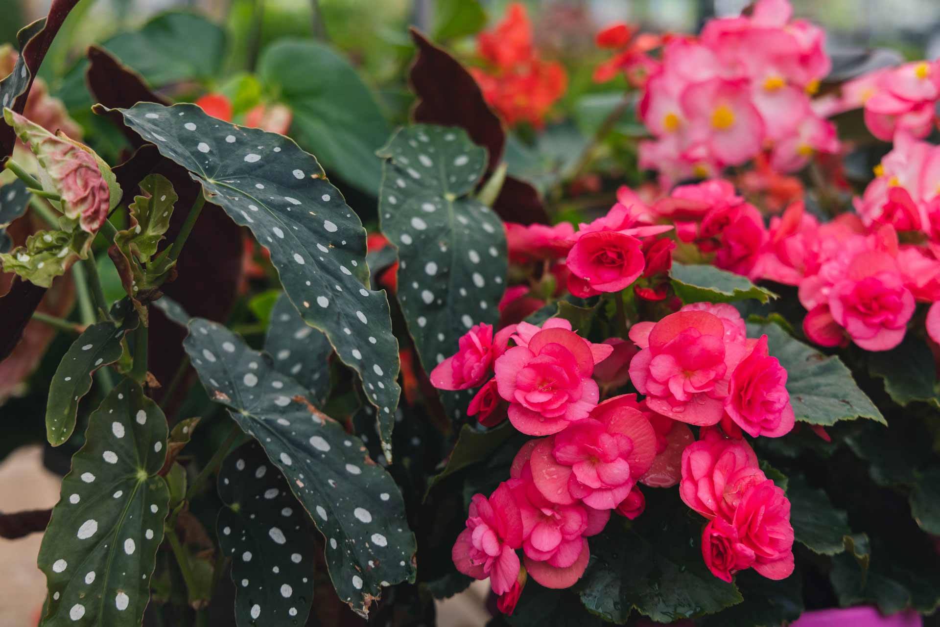 Begonias