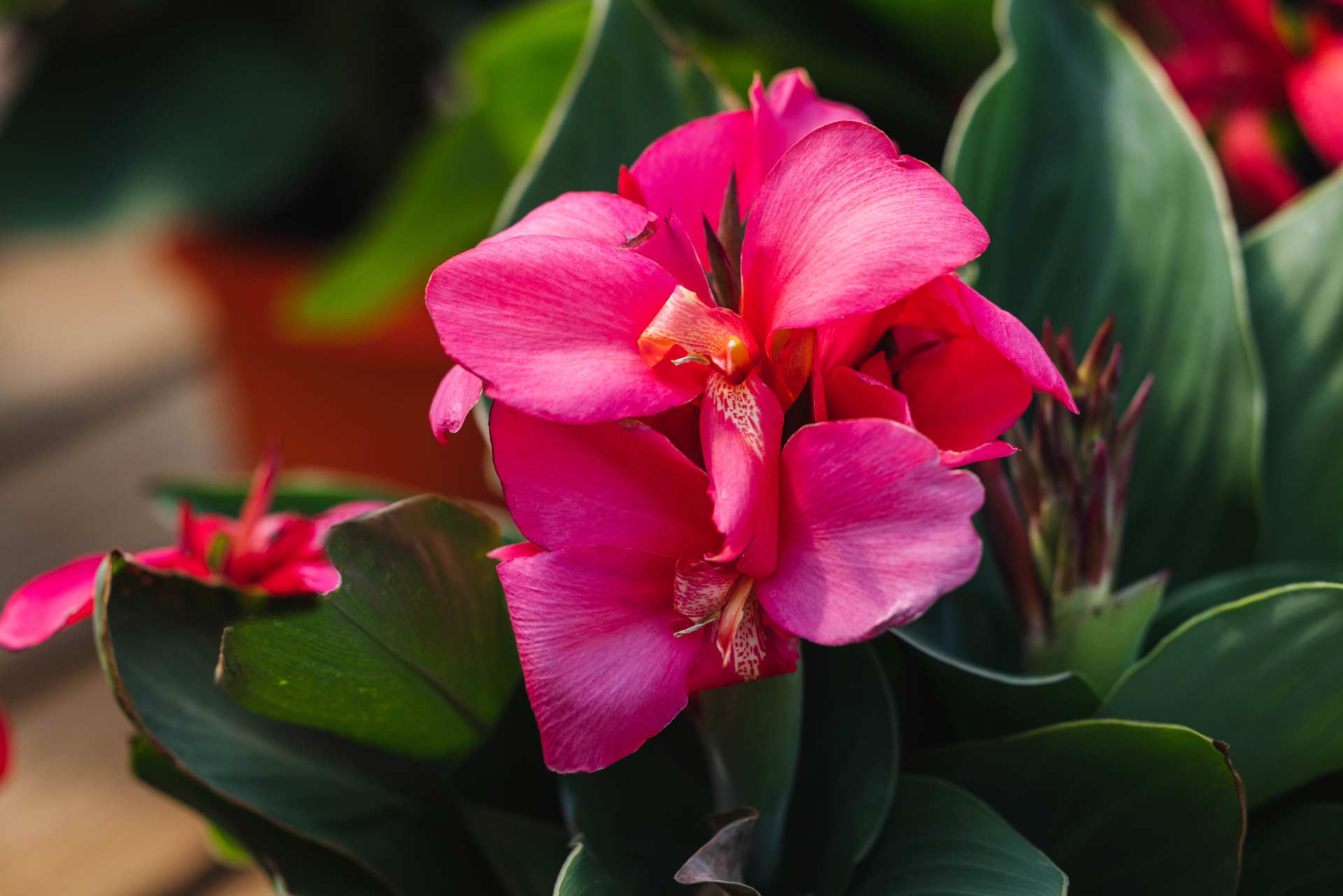 Canna Lilies