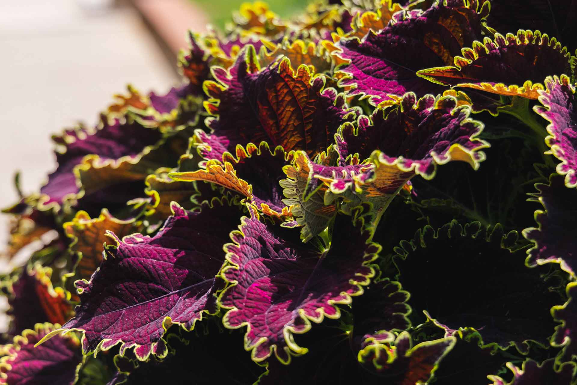 Coleus