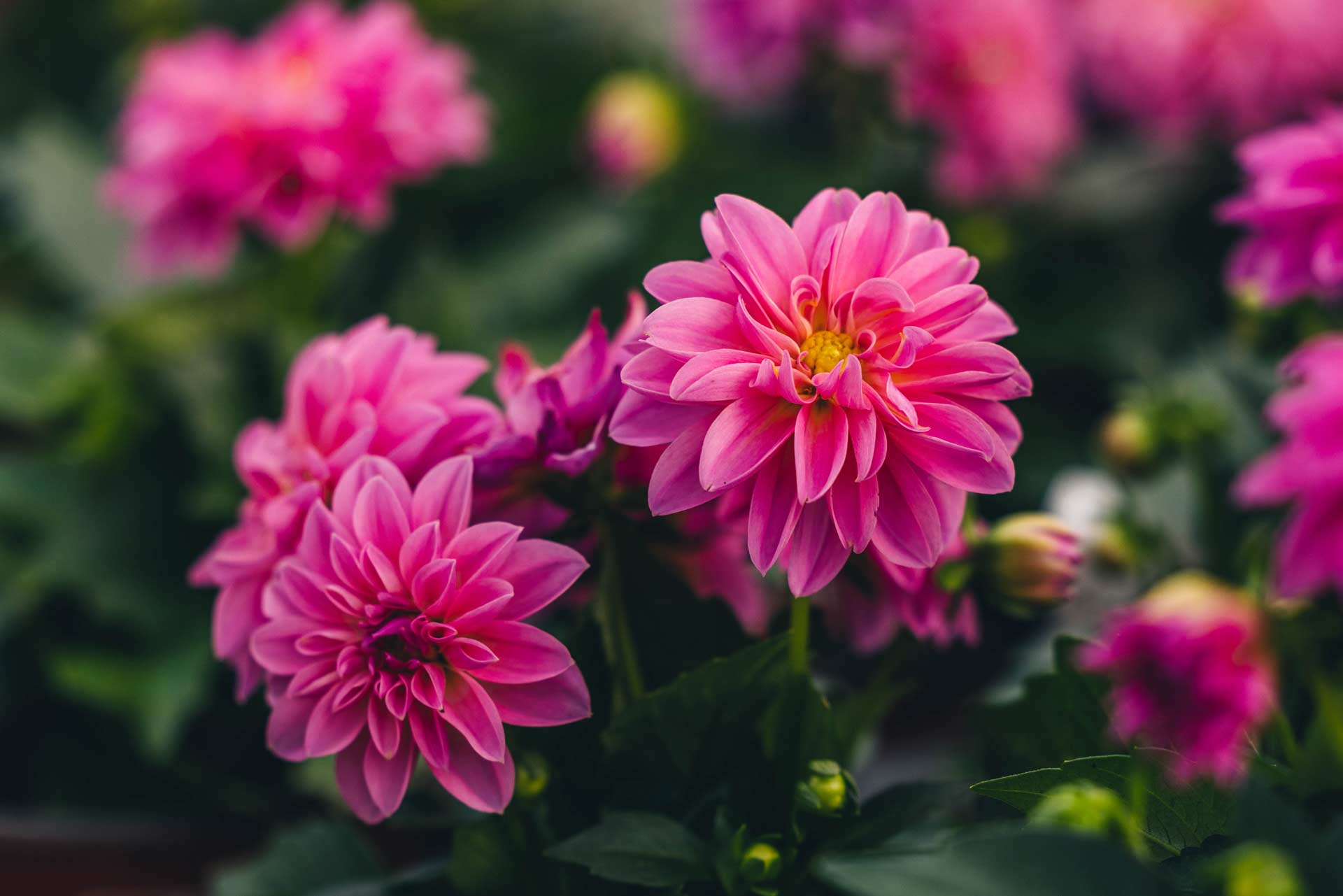 Dahlias