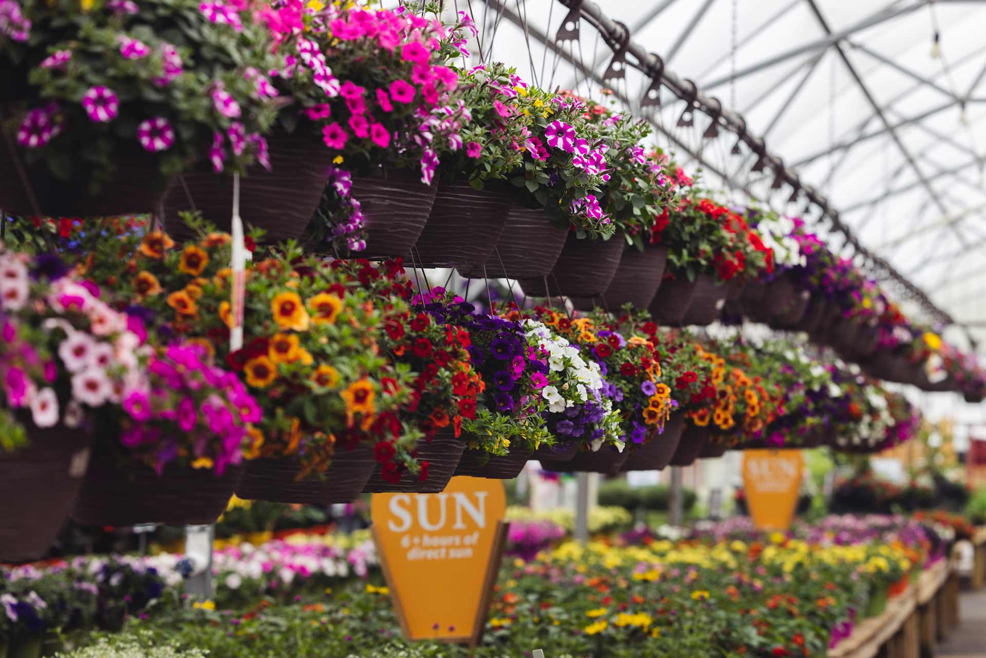 Hanging Baskets