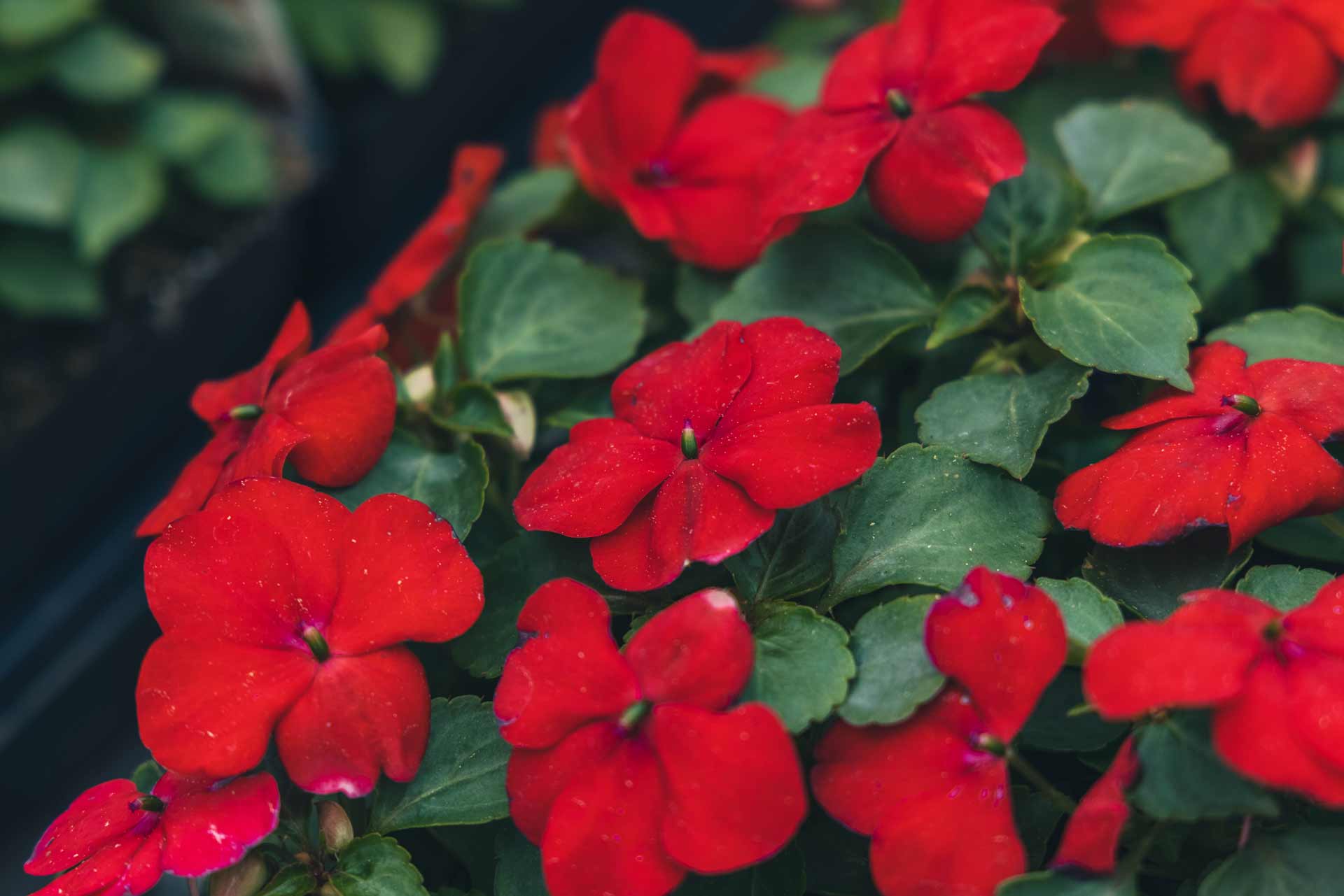 Impatiens