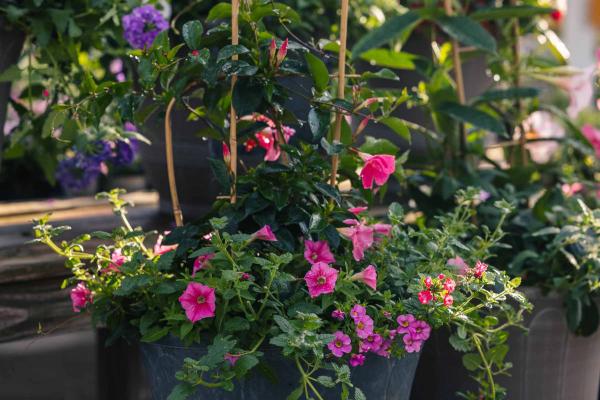 Mandevilla Pink with Annuals 15"/16"