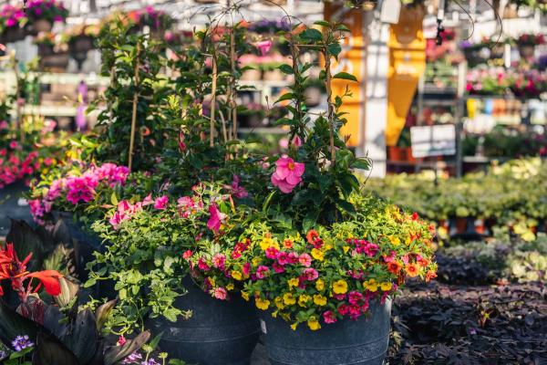 Mandevilla Pink with Calibrachoa 15"/16"