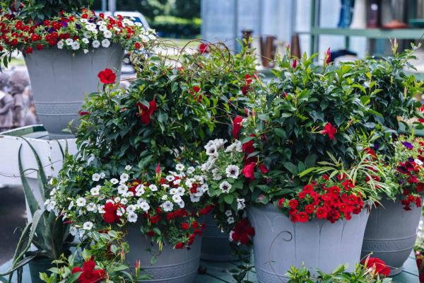 Mandevilla Red with Calibrachoa 15"/16"
