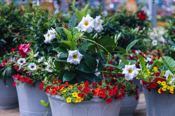 Mandevilla White with Calibrachoa 15"/16"