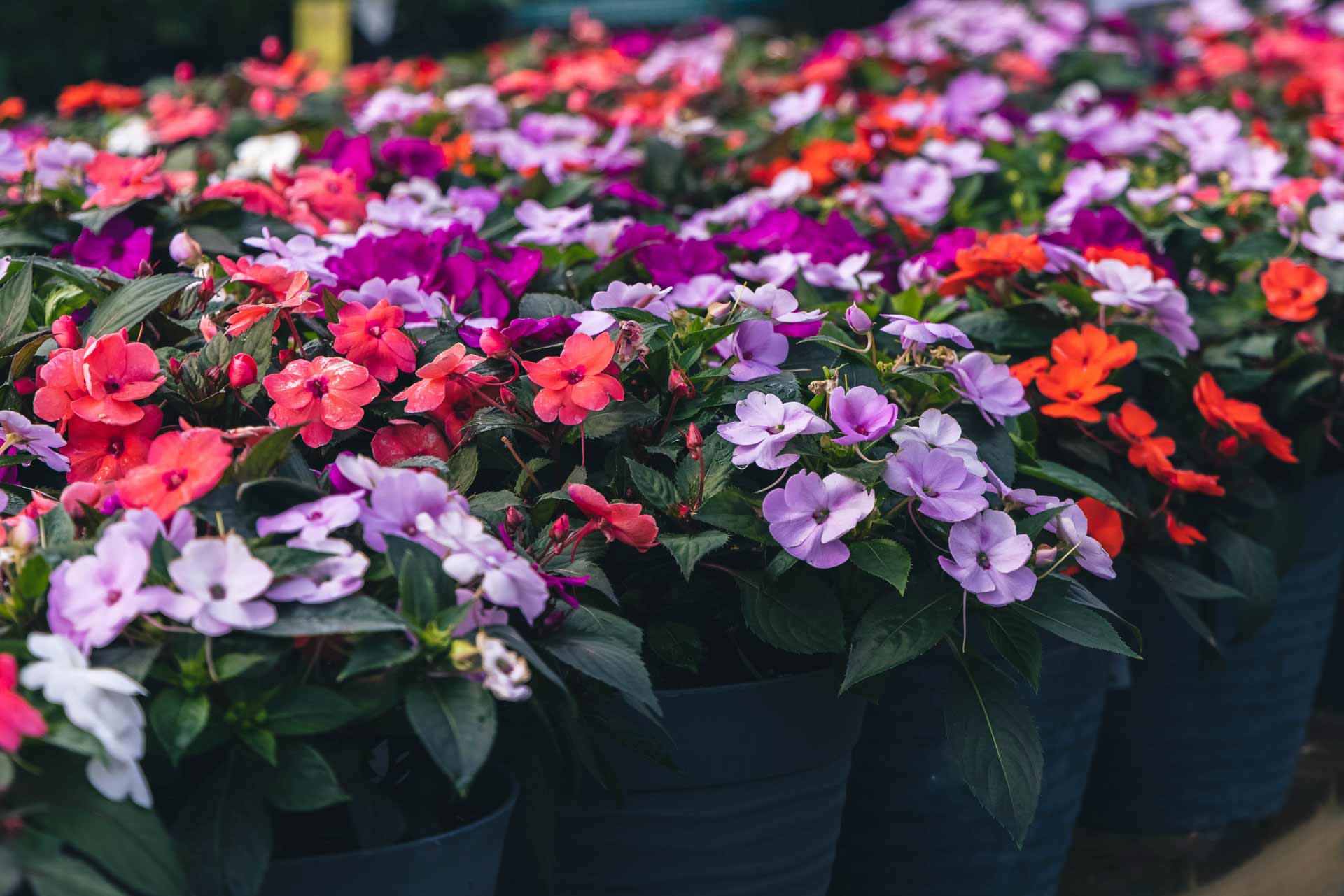 SunPatiens&reg;