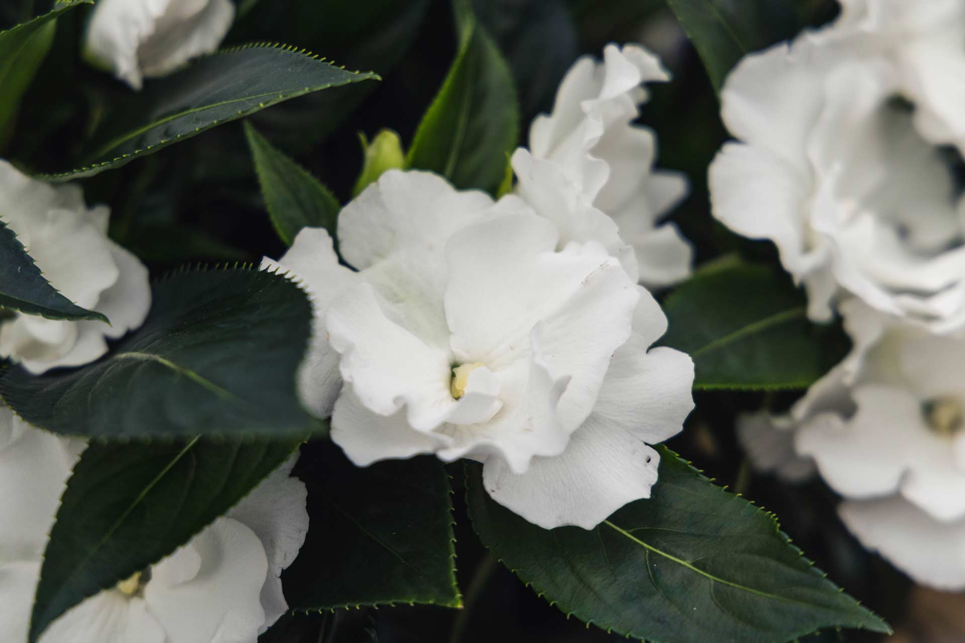 New Guinea Impatiens