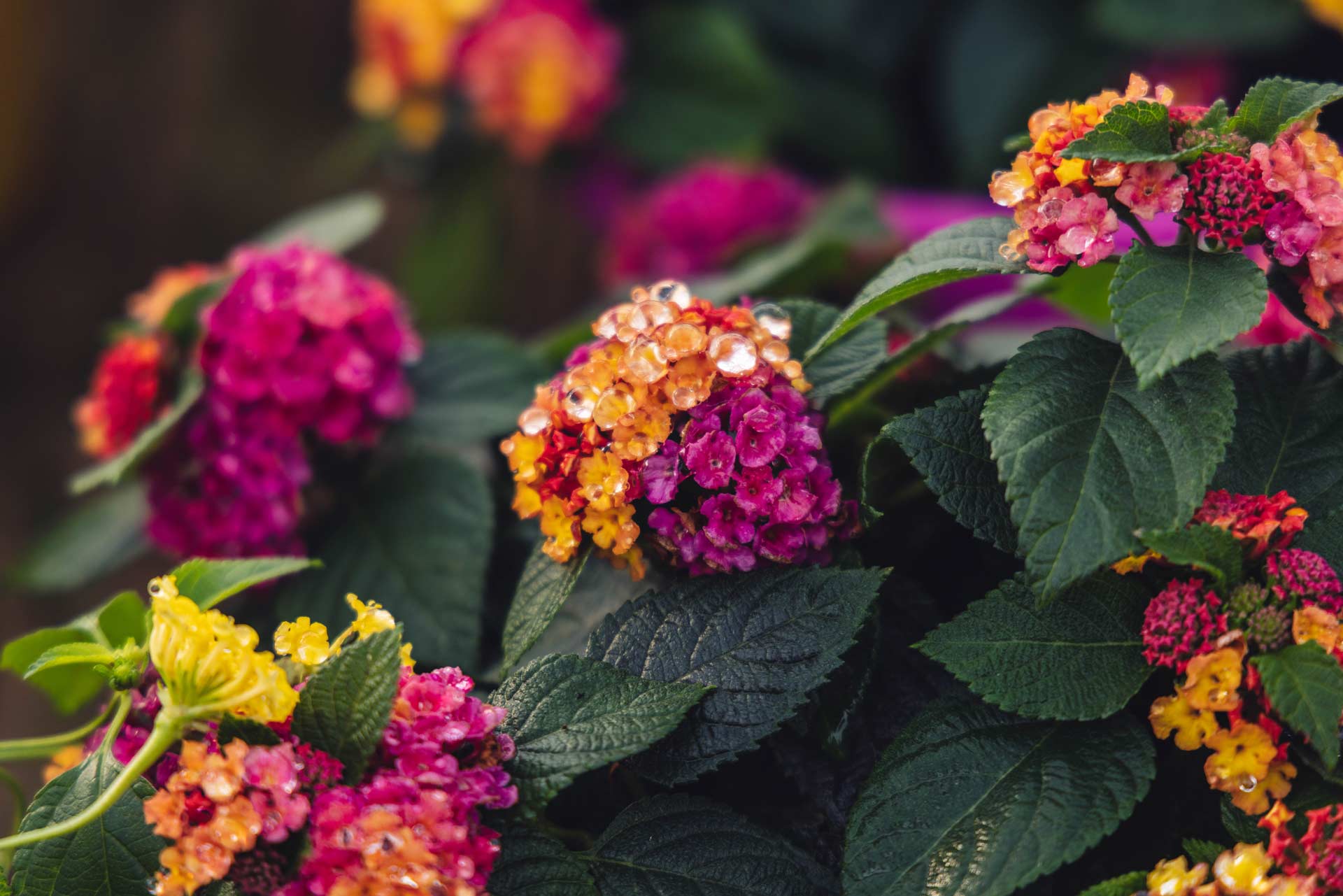 Lantanas