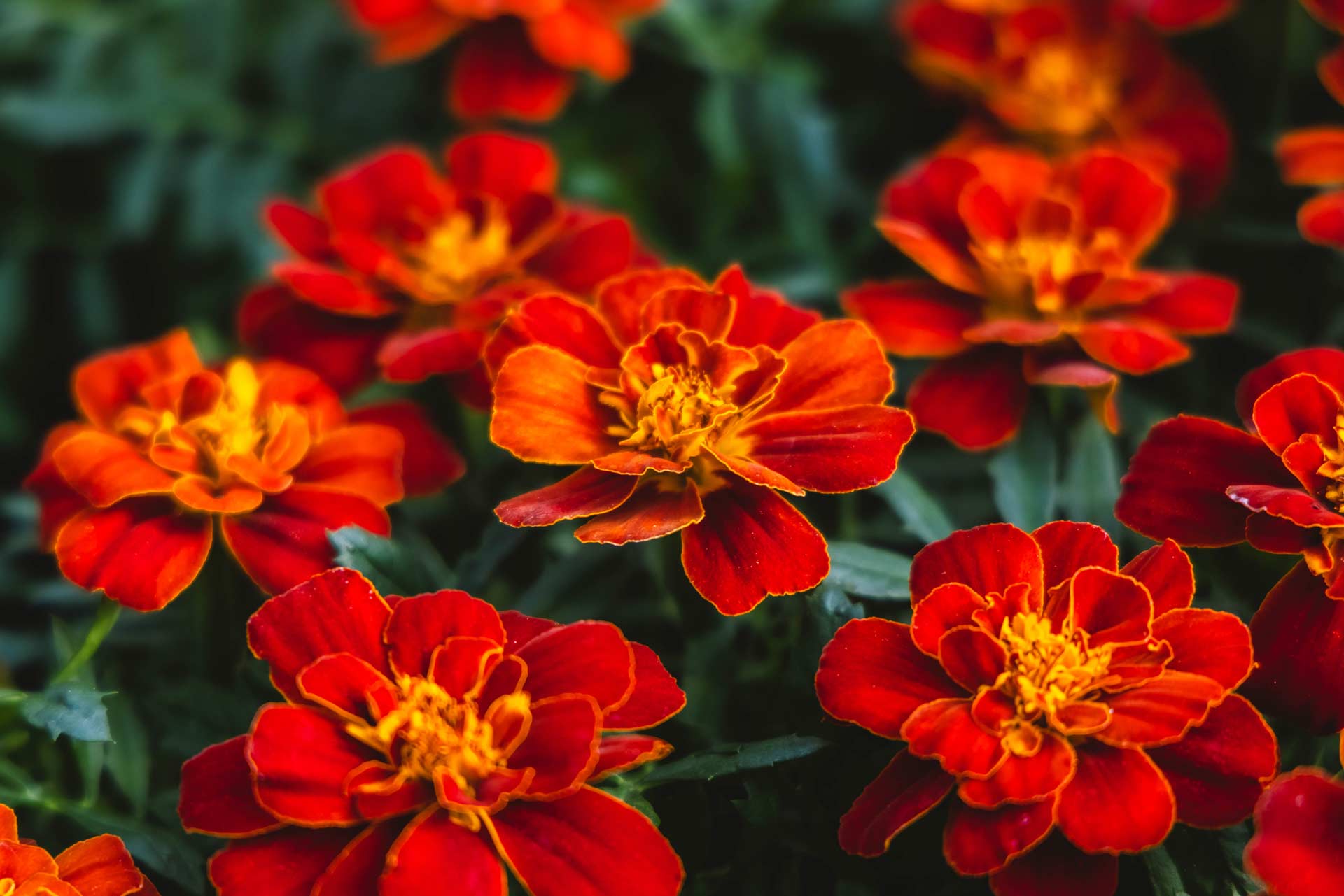 Marigolds