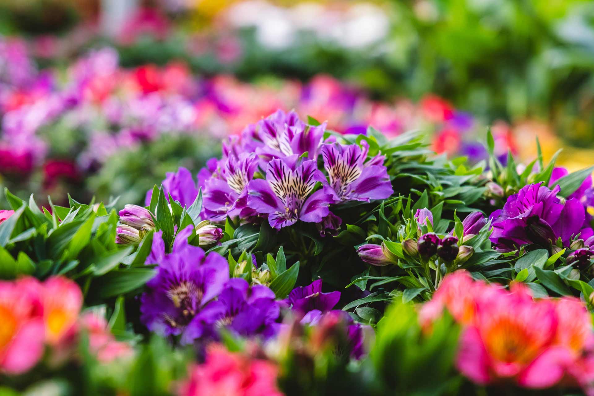 Peruvian Lily