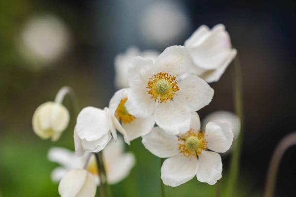 Snowdrop Anemone 2 Gallon