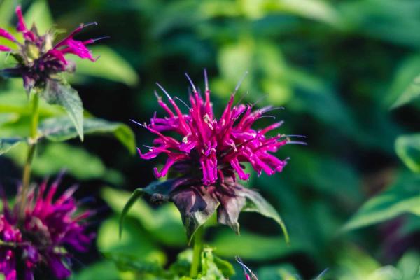 Bee Balm 'Grand Marshall' 2 Gallon