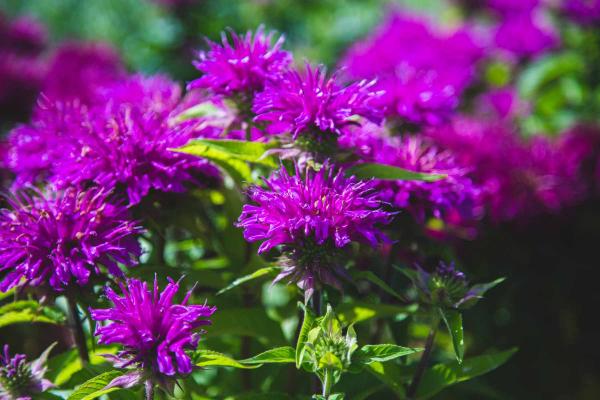 Bee Balm 'Grand Parade' 2 Gallon