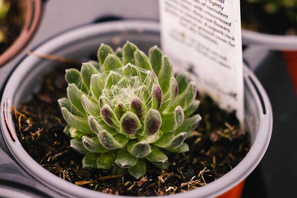 Hen & Chicks 'Cobweb' Quart