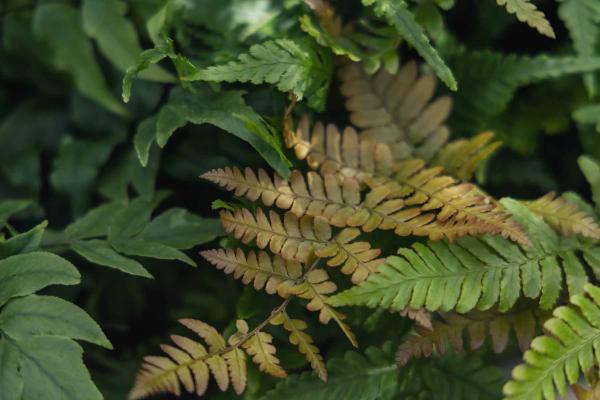 Autumn Fern 6 Inch