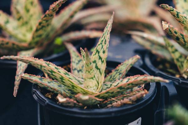 Aloe 'Donnie' 4 Inch