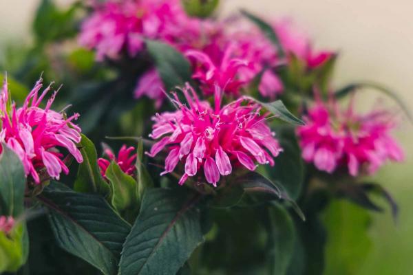 Bee Balm Balmy&trade; Pink 2 Gallon