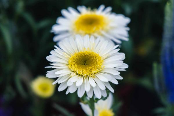 Shasta Daisy 'Real Glory' 1 Gallon