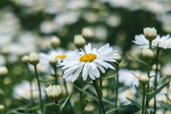 Shasta Daisy 'Whoops A Daisy' 2 Gallon