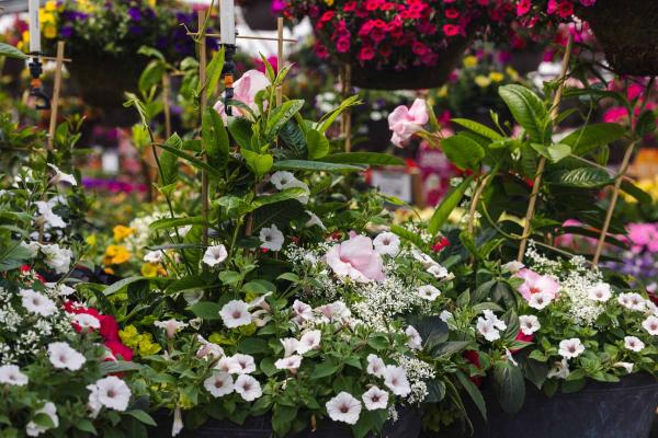 Mandevilla Pink 20"
