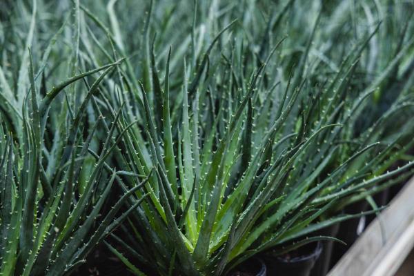 Aloe 'Hedgehog' 6 Inch