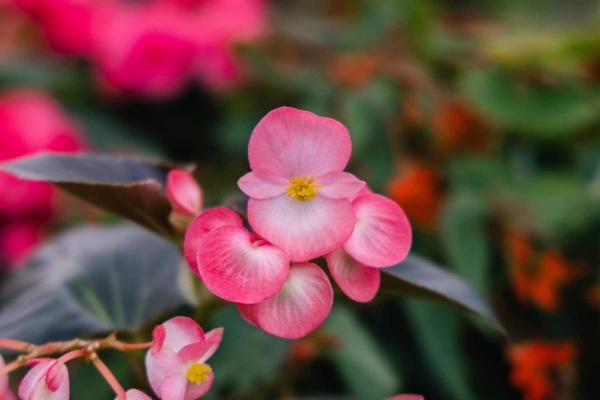Begonia Megawatt&trade; Pink Bronze Leaf Quart