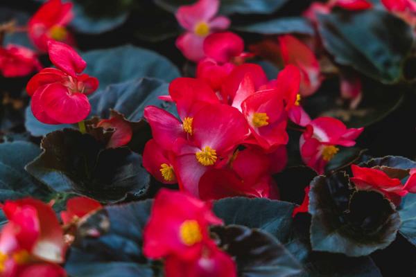 Begonia Megawatt&trade; Red Bronze Leaf Quart