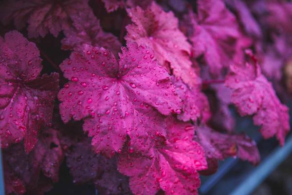 Coral Bells 'Magma' 2 Gallon