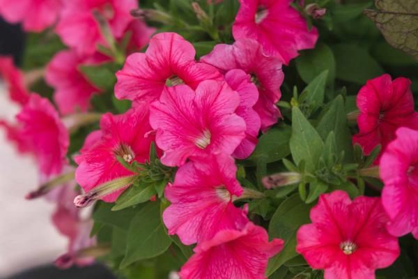 Easy Wave&reg; Petunia E3 Coral 4"