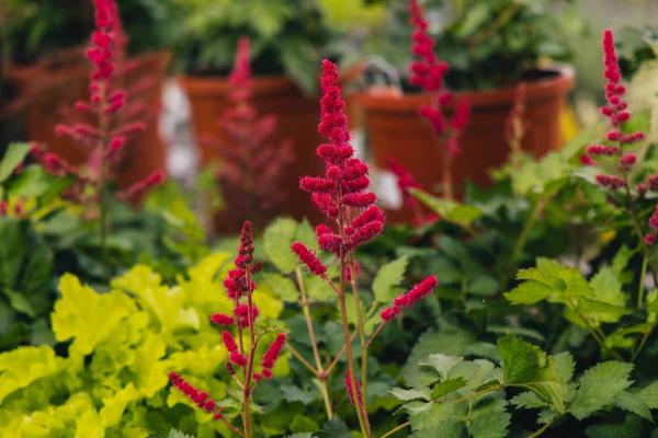 Astilbe 'Hot Pearls' 2 Gallon