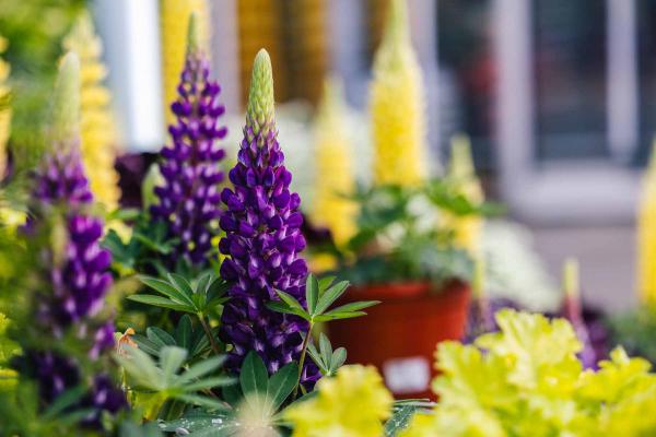Lupine Staircase&trade; Purple 2 Gallon