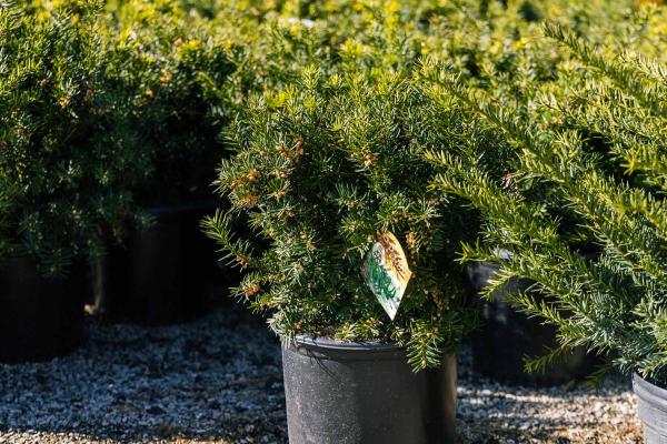 Dense Yew 10 Gallon