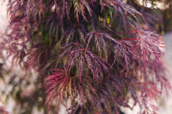 Japanese Maple 'Crimson Queen' 5 Gallon
