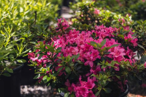 Evergreen Azalea 'Tradition' 3 Gallon