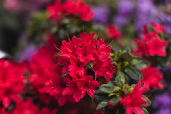 Evergreen Azalea 'Hino Crimson' 3 Gallon