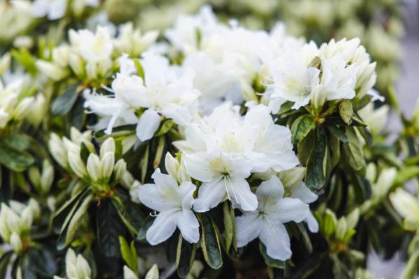 Evergreen Azalea 'Delaware Valley' 3 Gallon